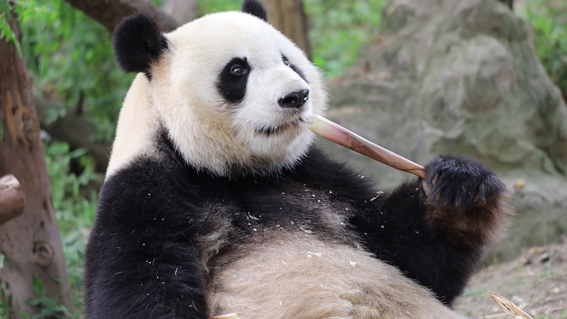 20210506【大熊猫】美兰优雅用餐_哔哩哔哩_bilibili