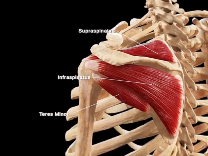 运动解剖|肩关节周围肌肉结构哔哩哔哩bilibili