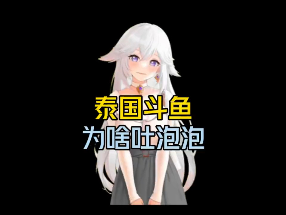 泰国斗鱼为啥吐泡泡?哔哩哔哩bilibili