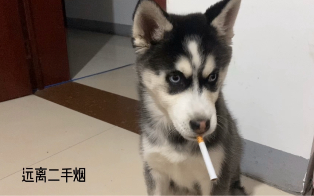 不敢当着哈士奇的面抽烟了它现在看到烟头就往回捡