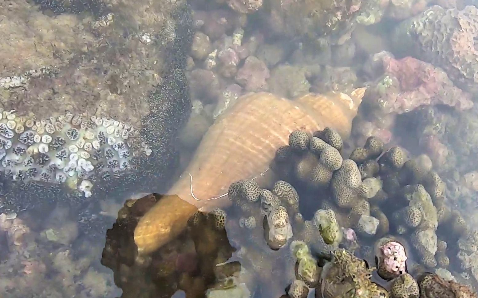 阿波赶海碰到大干潮,值钱的大螺连抓几个,准备全拿去卖了发财