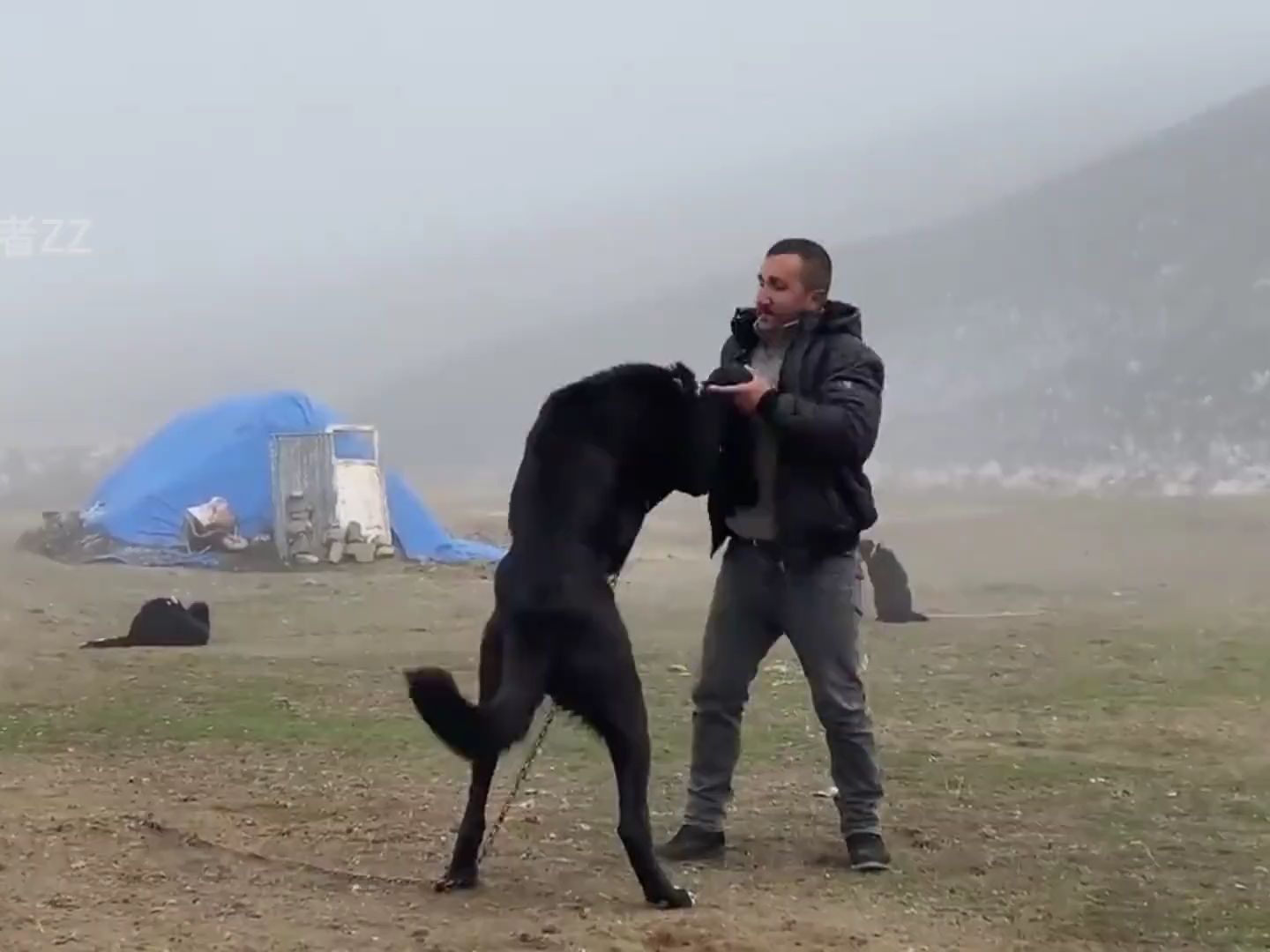 巨型牧羊犬抓住襲擊羊的狼,它們從正面撲倒狼,一分鐘