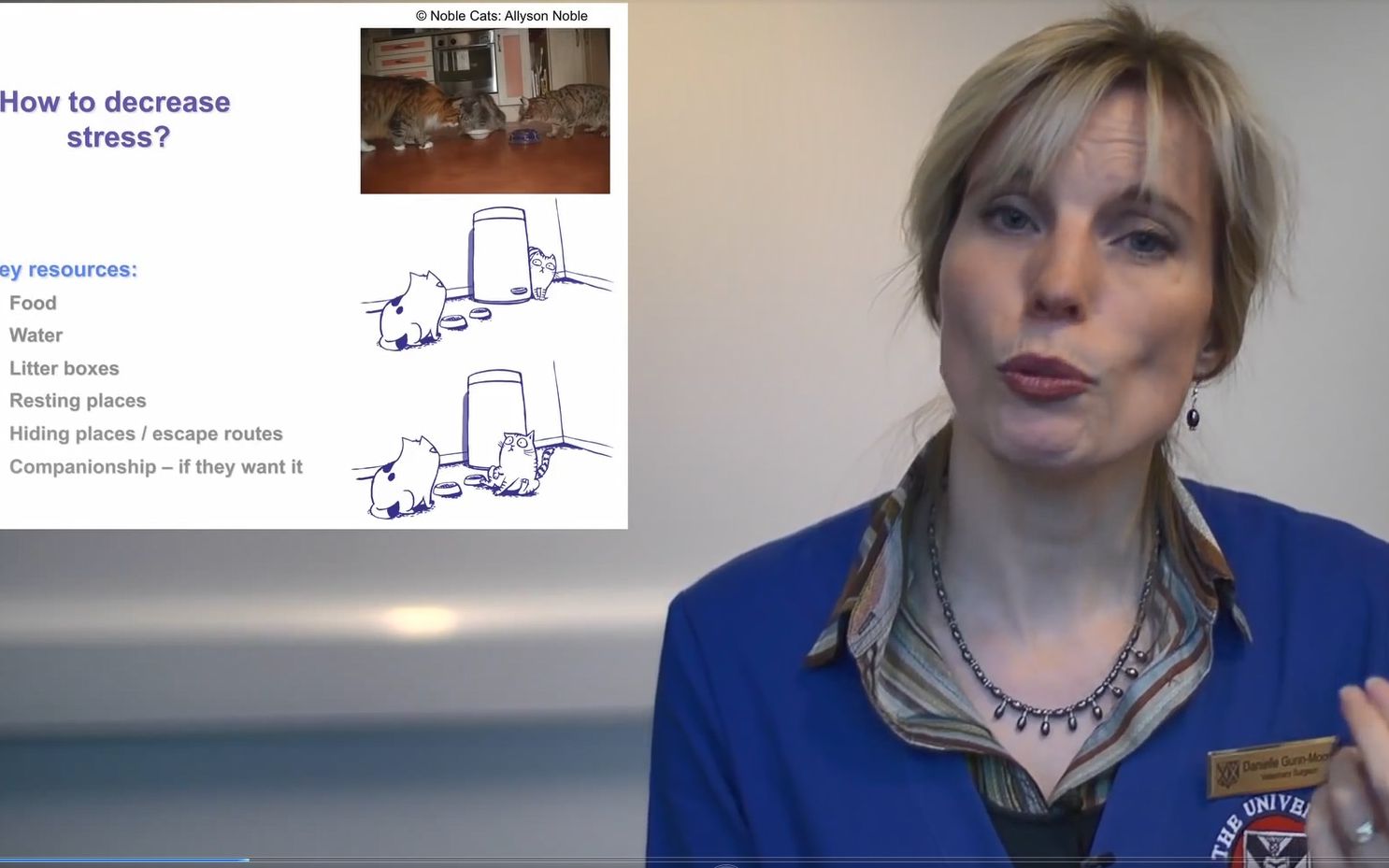 科普向如何给你的猫减压howtodestressyourcatslife养猫geek研习社vol