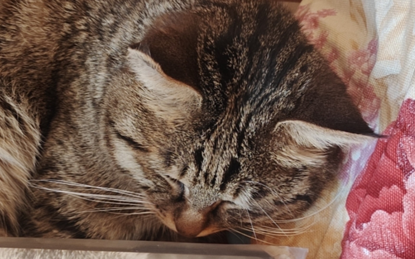 狸狸又来啦,干饭积极能吃能喝聪明会上楼的狸花猫