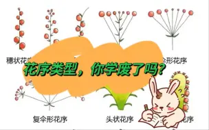 Download Video: 植物学｜花瓣排列方式&花序类型&有限花序&无限花序