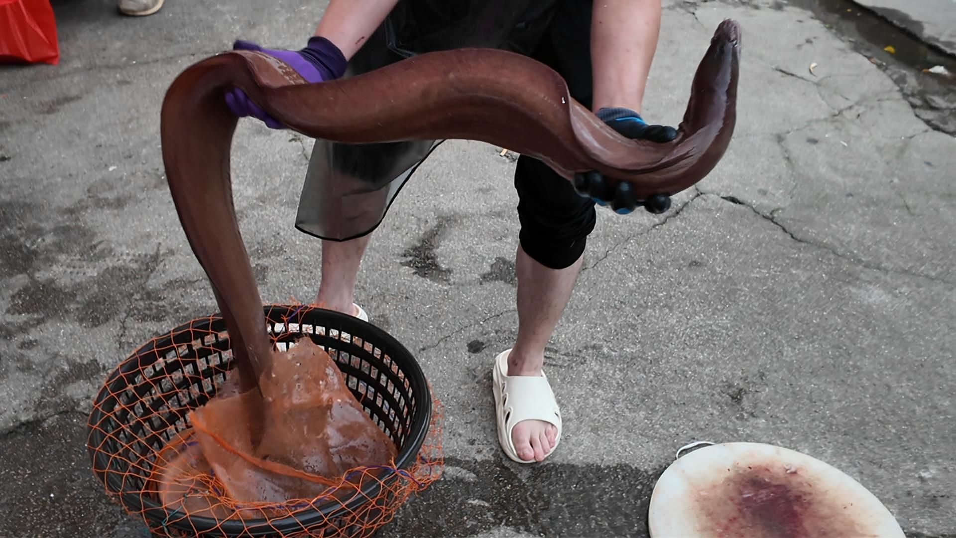 海鲜店进了2只20多斤的井根鳗,农村大叔和朋友去买雨天聚餐搞起