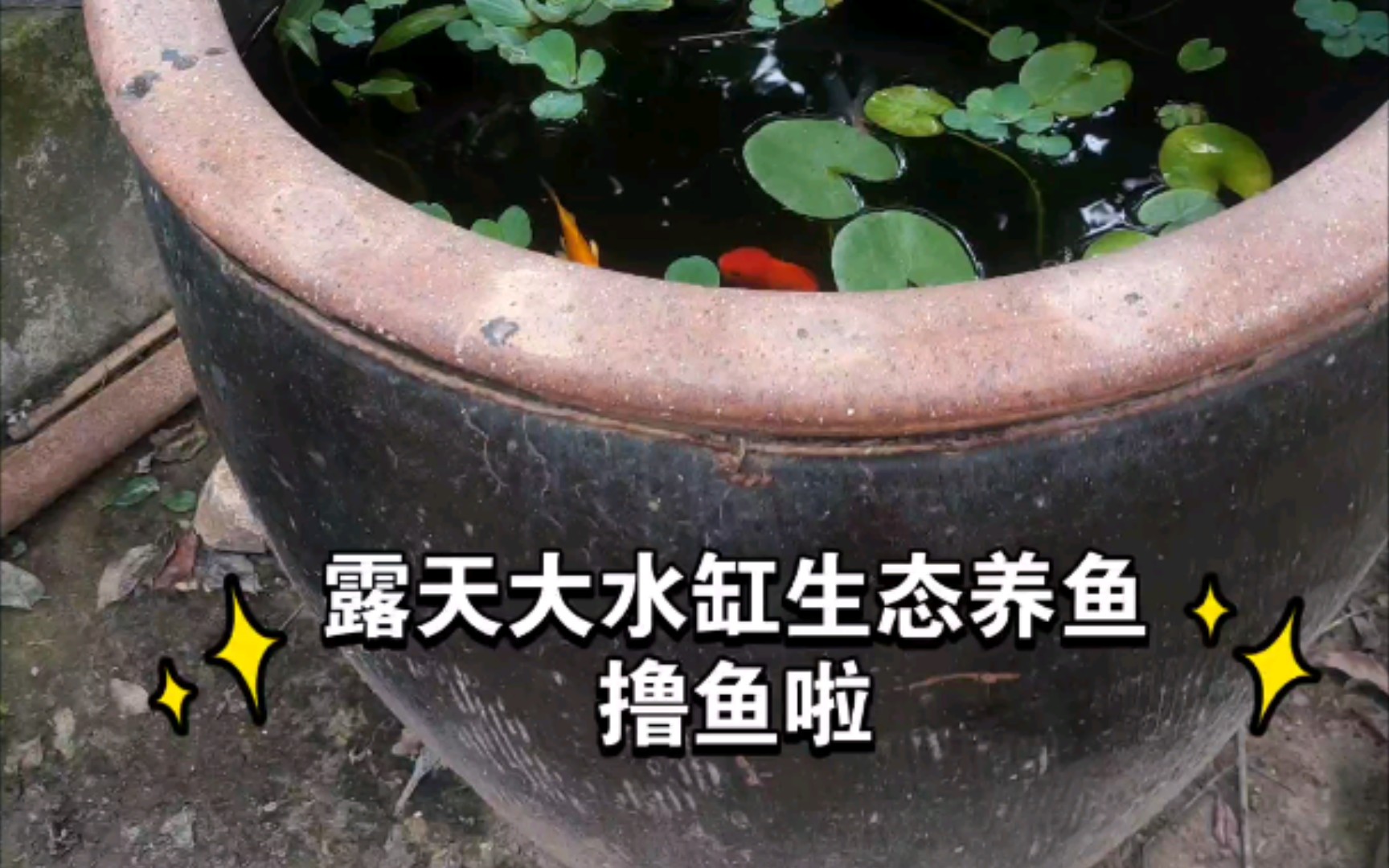 农村大水缸养鱼教程图片