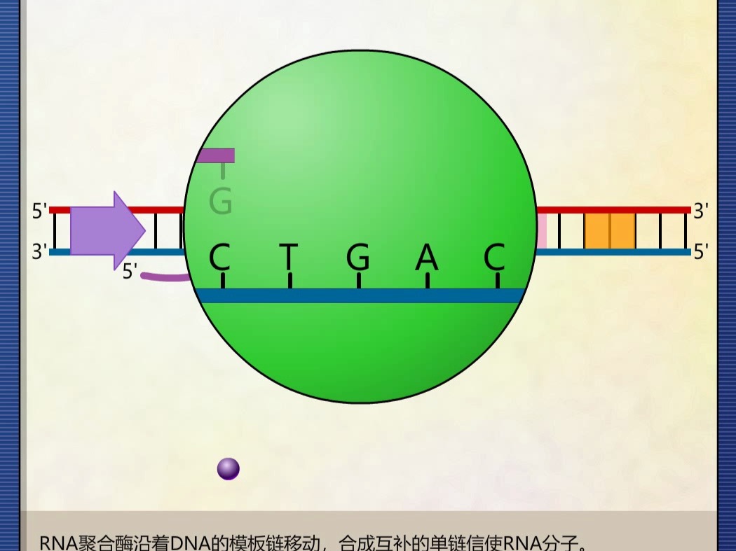 转录哔哩哔哩bilibili