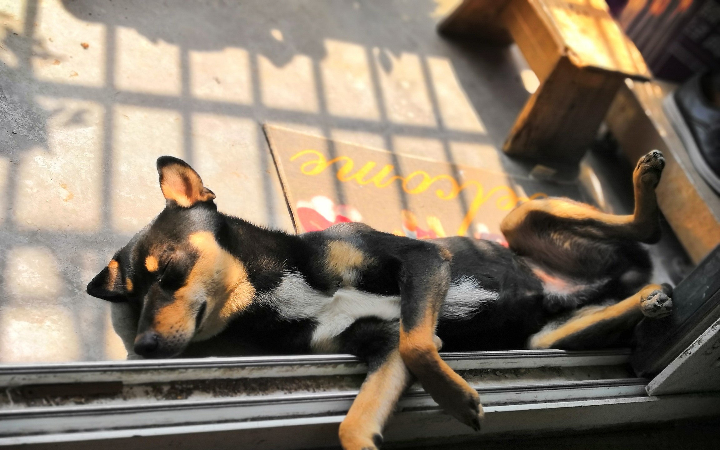 【土狗】销魂的睡姿之四脚朝天u~12~u