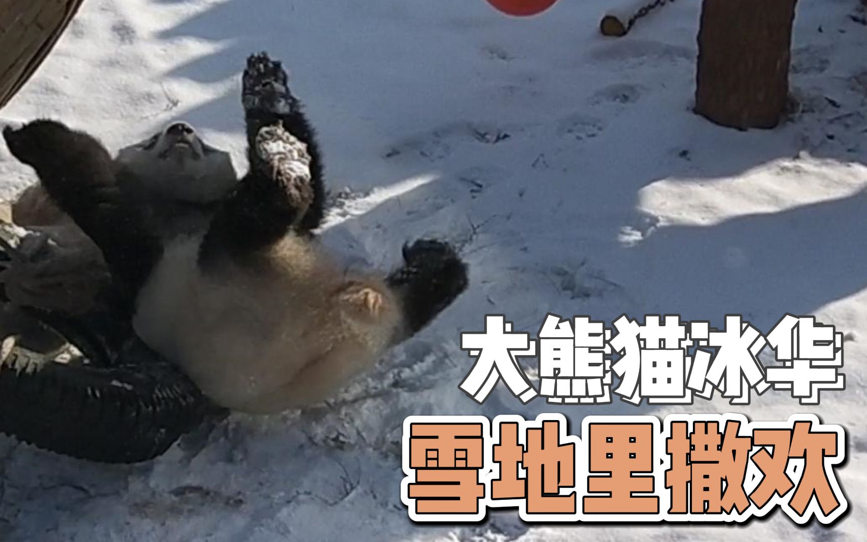 大熊猫冰华在雪地里撒欢!哔哩哔哩bilibili