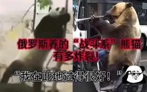 Descargar video: 俄里俄气！旅俄大熊猫如意丁丁战斗力拉满，血脉觉醒！