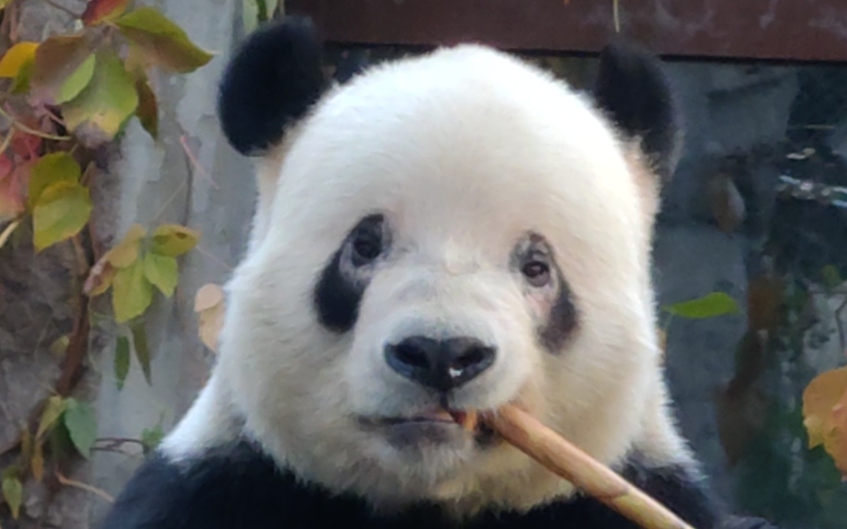 【大熊猫萌二】萌二的螨虫眼看起来非常严重了20231107