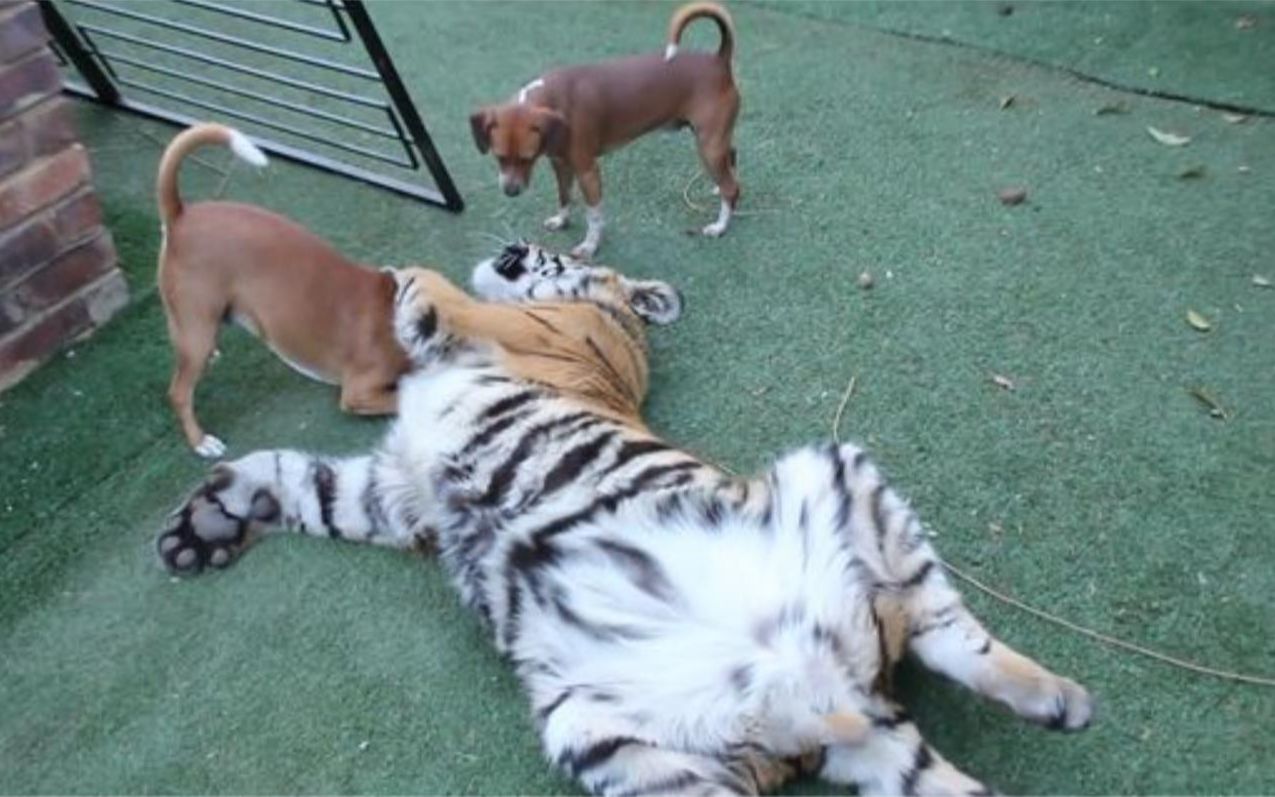 两只狗狗咬住老虎的脖子,接下来老虎的举动,请憋住别笑