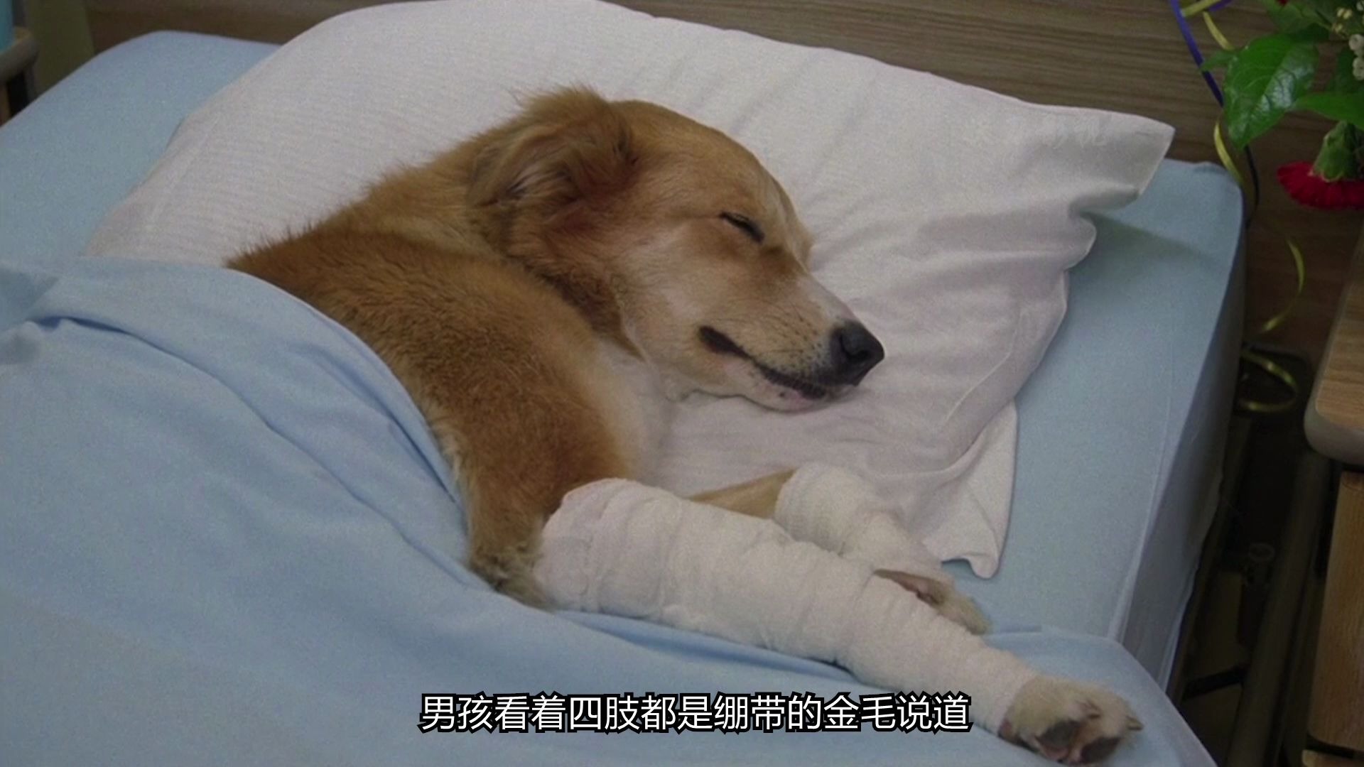 [图]灵犬宾果第三集