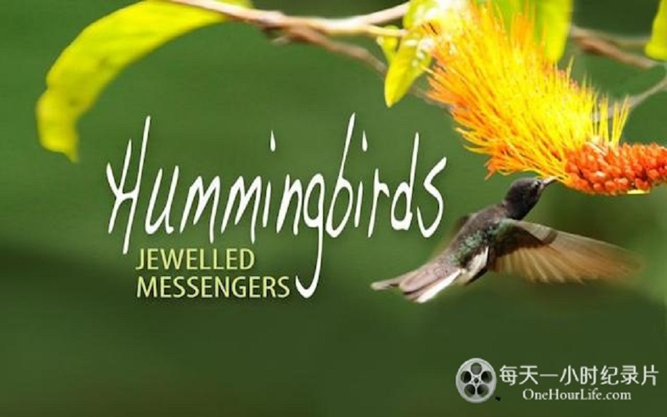 蜂鸟纪录片《蜂鸟信使 Hummingbirds Jewelled Messengers》汉语中字 1080P高清纪录片哔哩哔哩bilibili