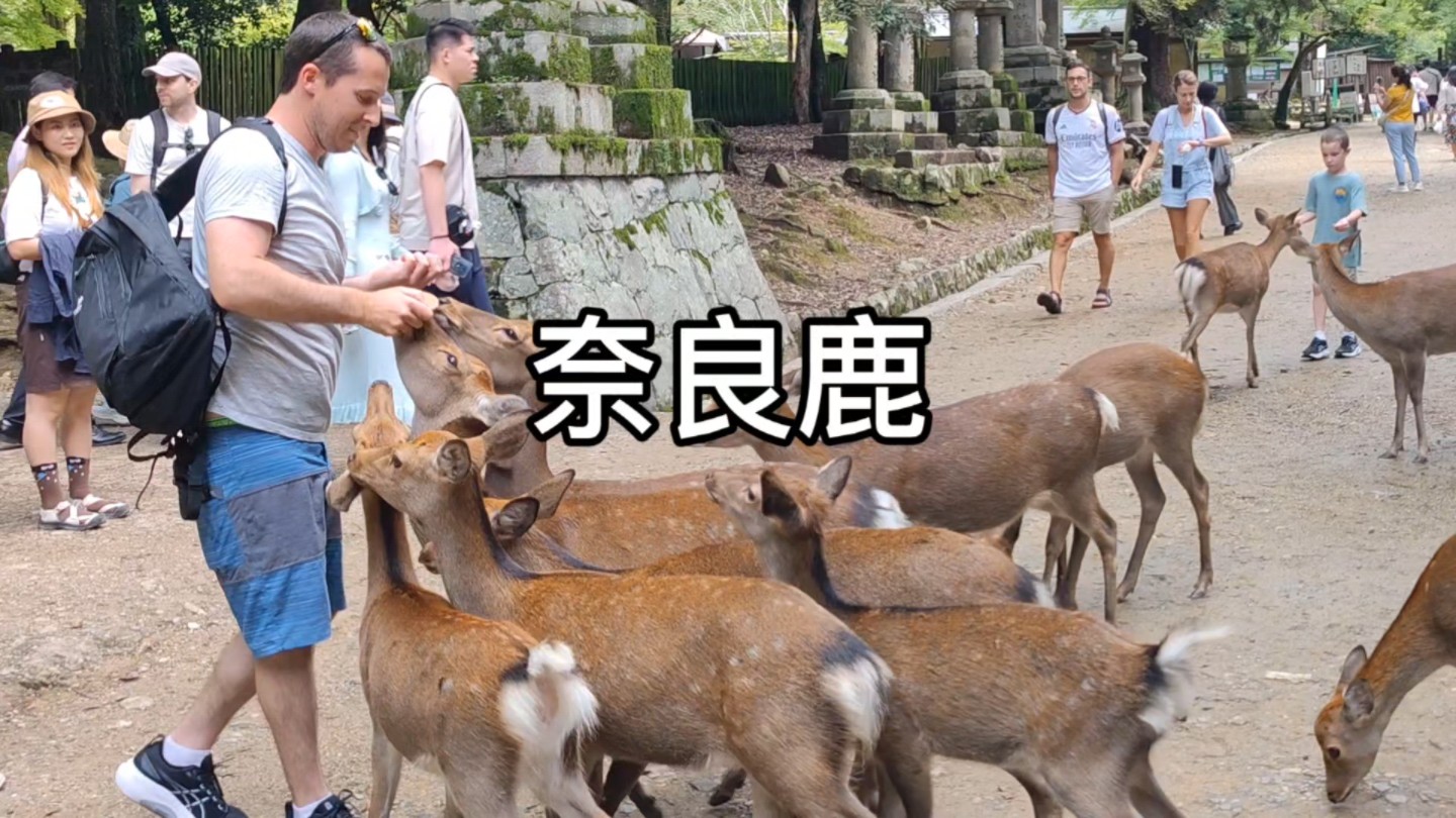 奈良鹿几乎是奈良的城市名片.跟随游人文明"乞讨",与游人相互点头