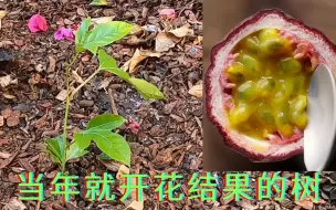 Télécharger la video: 当年种就能开花结果的树 #百香果