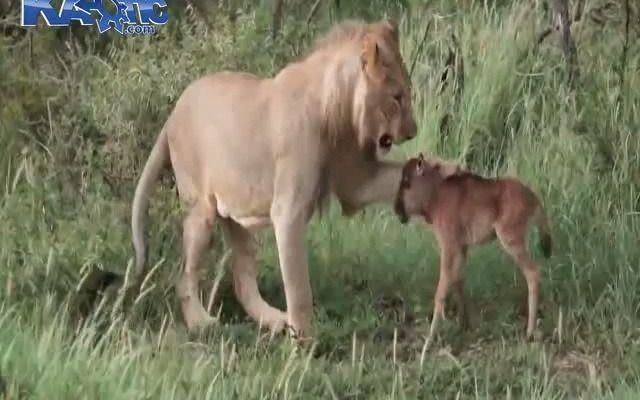 [图]狮子保护水牛幼崽免受另一只狮子的伤害 Lion protects buffalo calf from another lion