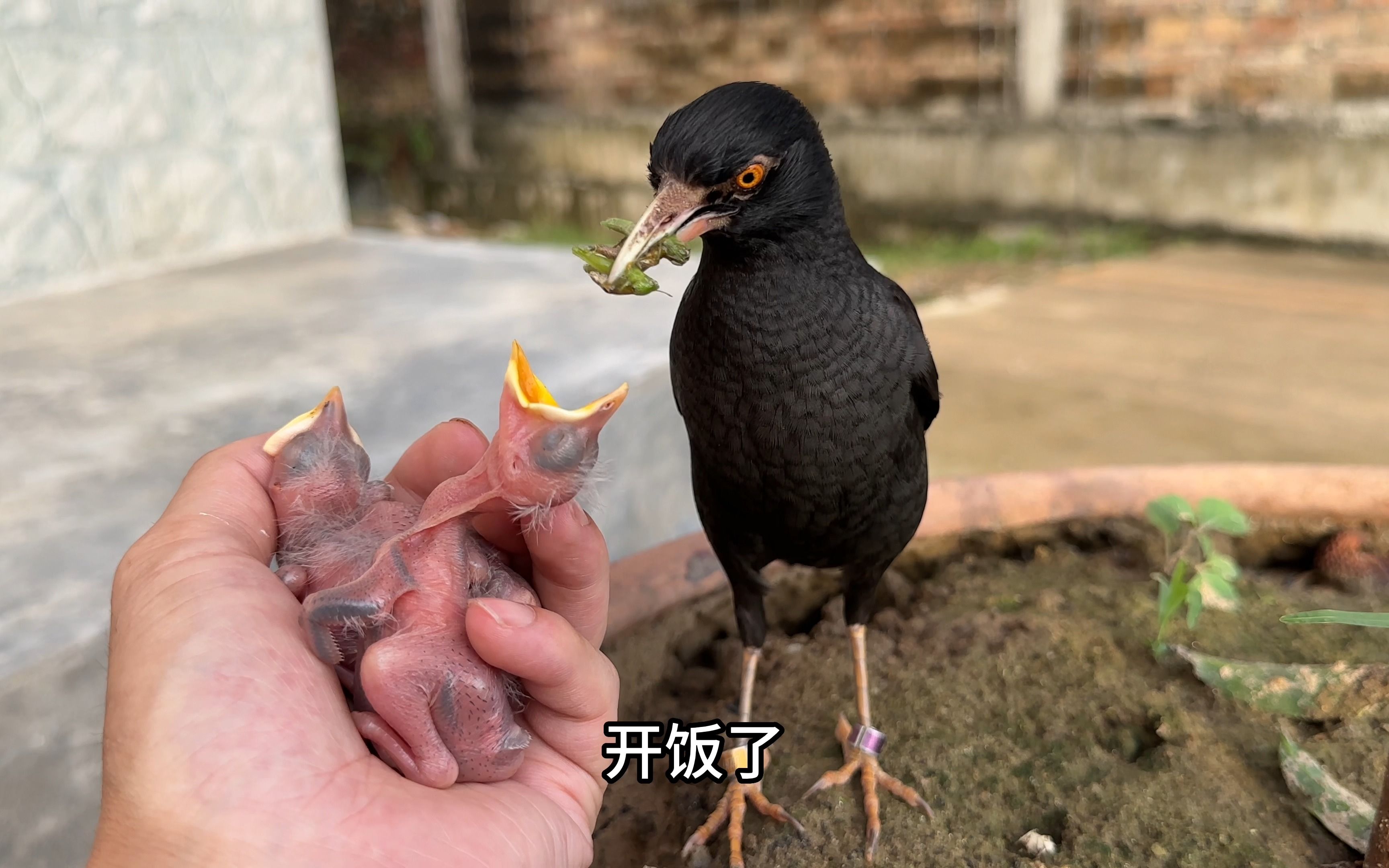 [图]出壳5天的鸟宝宝身子太脆弱，鸟宝宝被鸟妈妈压扁了