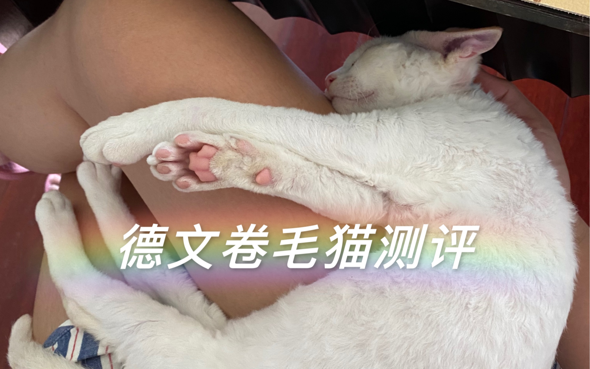 (我家的)德文卷毛猫测评 哦?这真的是不掉毛的梦中情猫嘛?哔哩哔哩bilibili