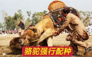 Video herunterladen: 公骆驼强行配种，母骆驼不同意，它不停地对其施暴