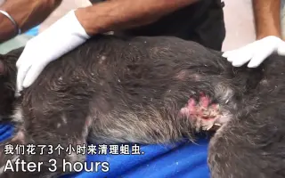 蛆虫音 搜索结果 哔哩哔哩 Bilibili