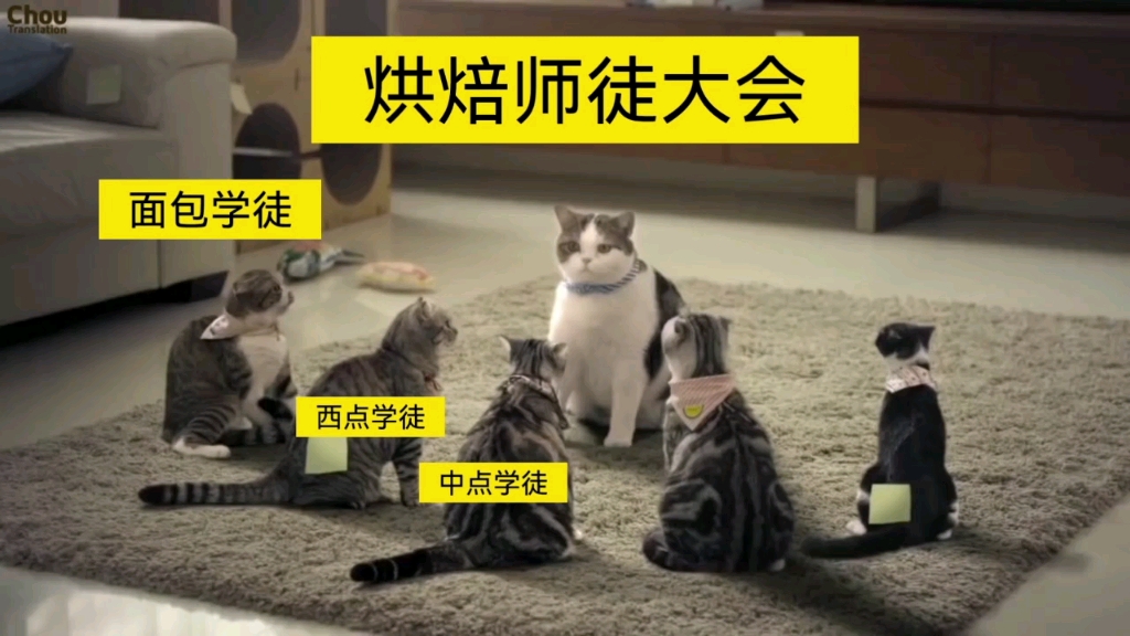 [图]猫猫学徒摆大烂（每一个成功的许多背后，都有一个心酸的师父）