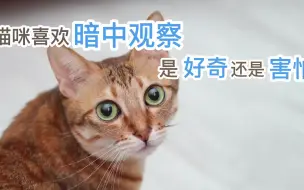 猫咪喜欢“暗中观察”,是好奇还是害怕