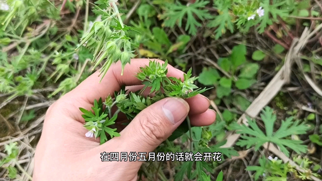 农村植物百科:荒地里的野草,野老鹳草,具有一定的药用价值哔哩哔哩bilibili