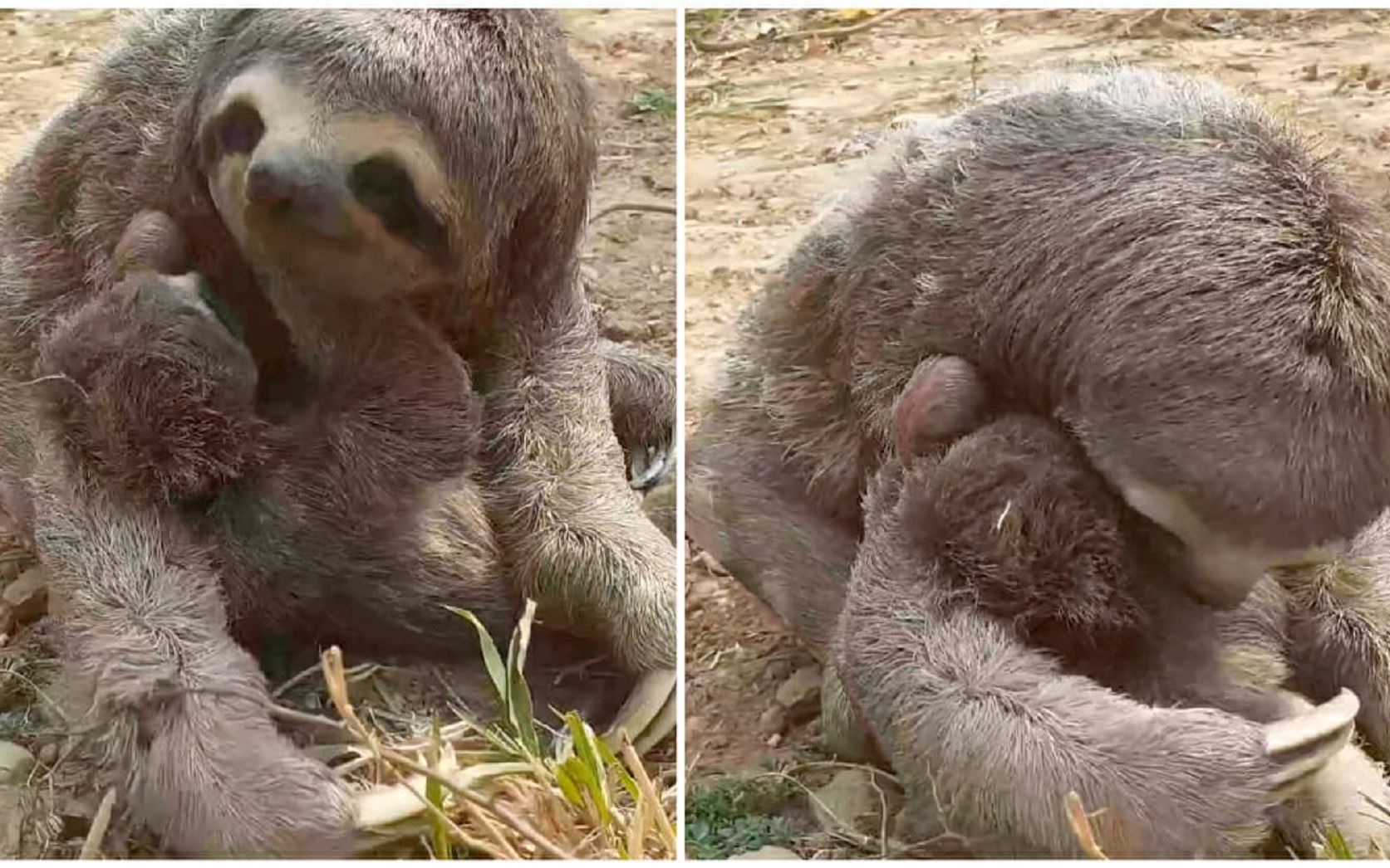 树懒妈妈在大火后和孩子重逢,一把抱住快如闪电!