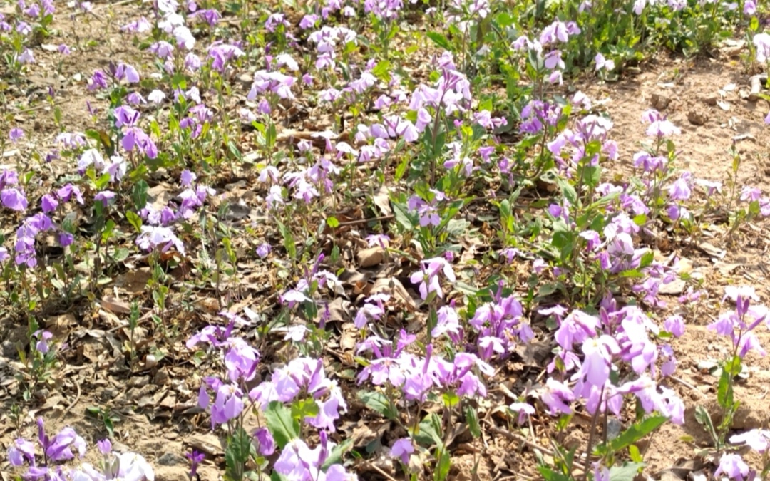 很多人参观花田