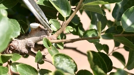 《一起学盆景》第80期 朴树盆景 盆景构图 盆景修剪哔哩哔哩bilibili