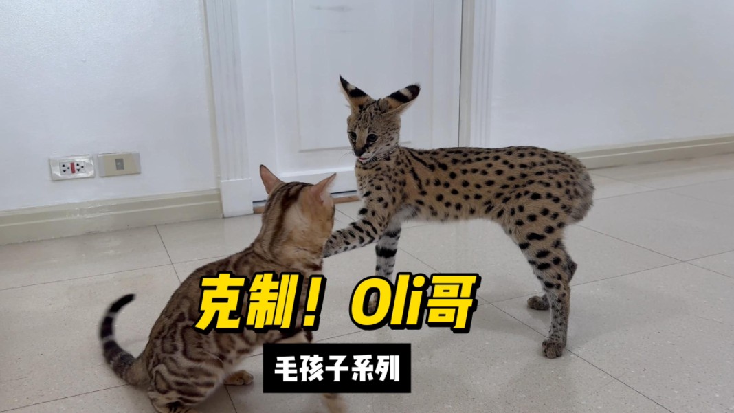 薮猫Kira和豹猫Oli之日常哔哩哔哩bilibili