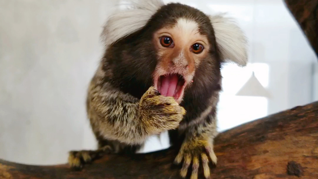 白耳绒猴的日常