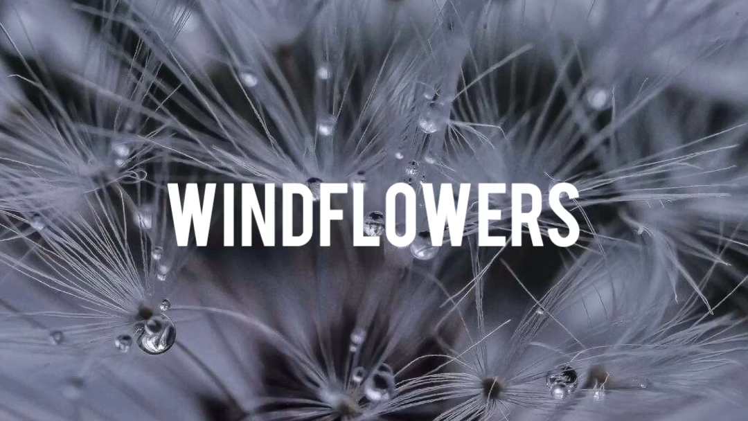 [图]Windflowers