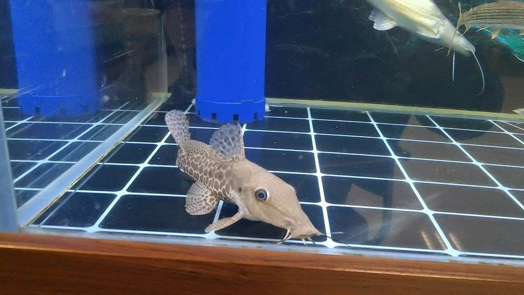 牛头鸭嘴入缸,大眼睛超可爱