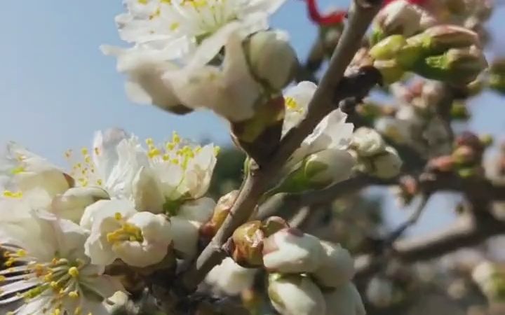 [图]【剪纸】春风带着湿润的气息，轻轻地吹过树梢，吹过田野。