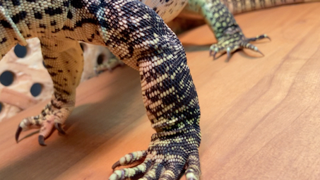 黄点巨蜥的压迫感