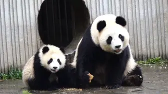 Скачать видео: 平平吃窝头，孩子不在窝头丢地上，孩子靠近马上把窝头拿手上