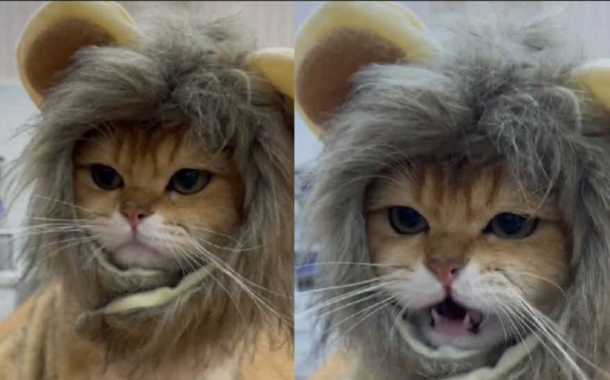 小猫咪角色扮演小狮子,头套一戴,马上拥有霸气姿态