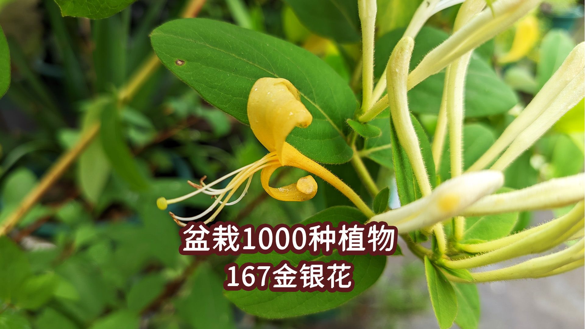 盆栽1000种植物