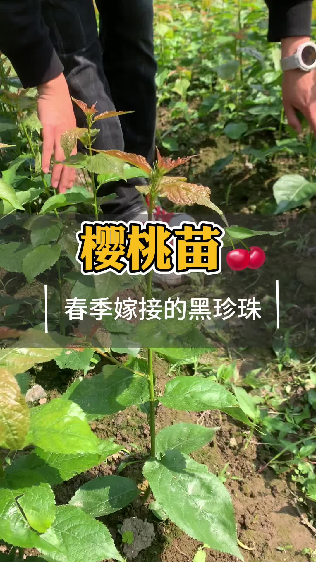 黑珍珠樱桃苗是大樱桃还是小樱桃?哔哩哔哩bilibili