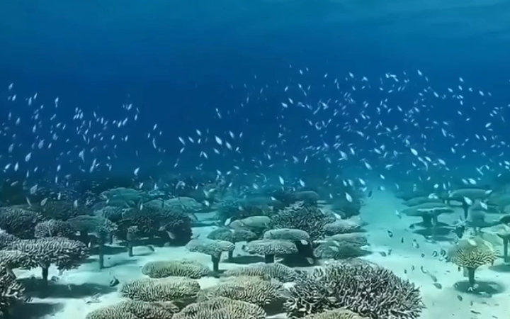 珊瑚群,海底森林