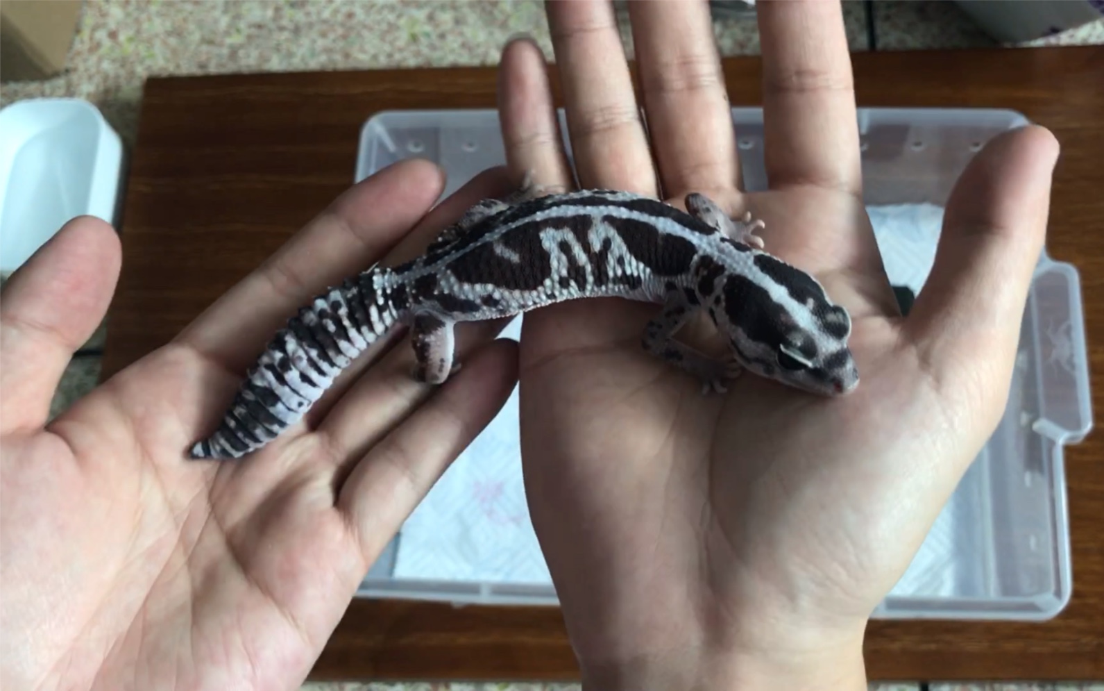 肥尾守宫开箱奶牛50隐焦糖祖鲁漂亮的姑凉