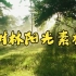 短视频素材：054树林阳光素材|聆听大自然的旋律~