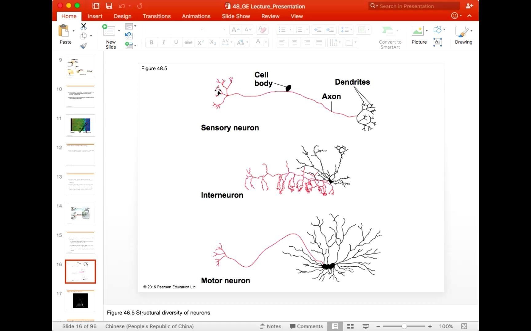 Brainbee脑科学竞赛第一章神经科学基础神经元神经细胞胶质细胞静息电位动作电位结构基础哔哩哔哩bilibili