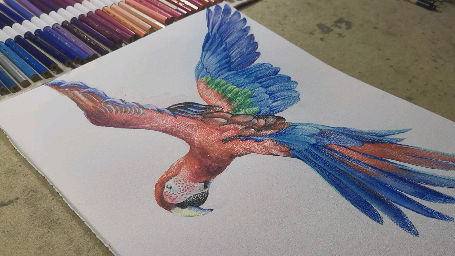 第一次拍画金刚鹦鹉大家捧捧场