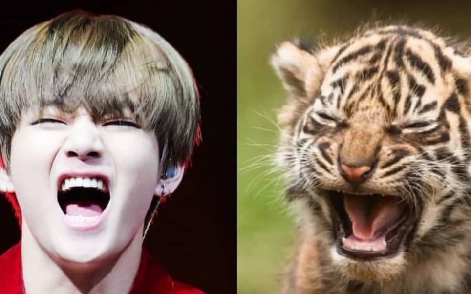 【金泰亨v】可可爱爱小老虎