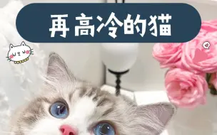 Download Video: 猫咪召唤术，再高冷的猫咪都无法抗拒的声音！