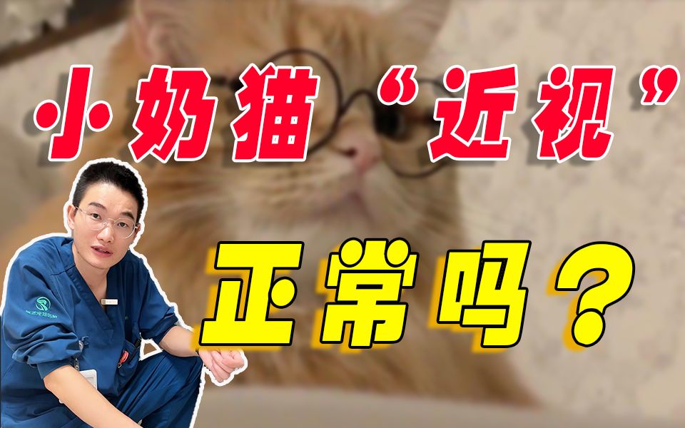 为什么小奶猫的视力都不好?多久能恢复正常呢?哔哩哔哩bilibili